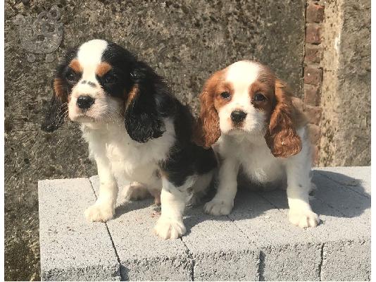 PoulaTo: Αρσενικά και θηλυκά κουτάβια Cavalier King Charles